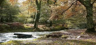 Horner Wood
