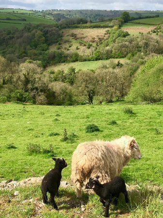 Luckyard Farm