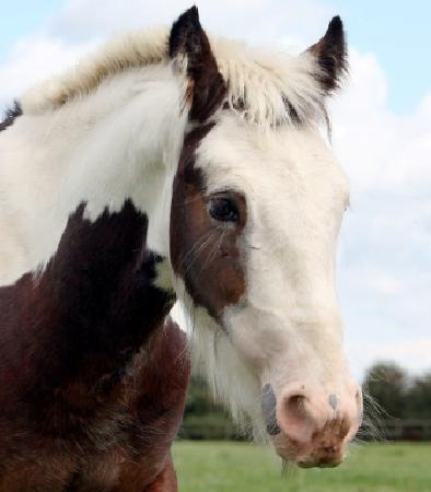 HorseWorld